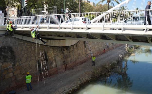 El plan contra la invasión de palomas arranca en el puente del Reina Sofía