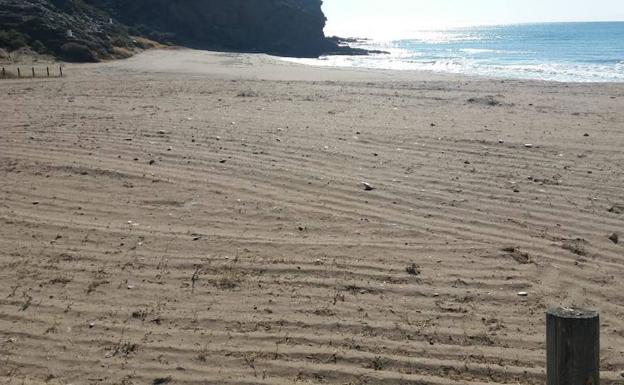 Arrasan con un tractor la vegetación protegida de las playas de Calnegre