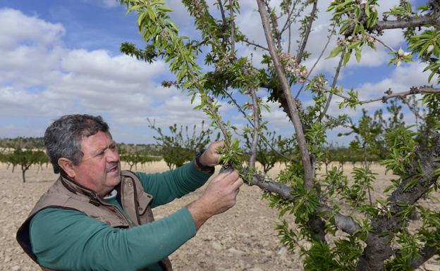 Las primeras heladas de primavera generan 14,7 millones en pérdidas