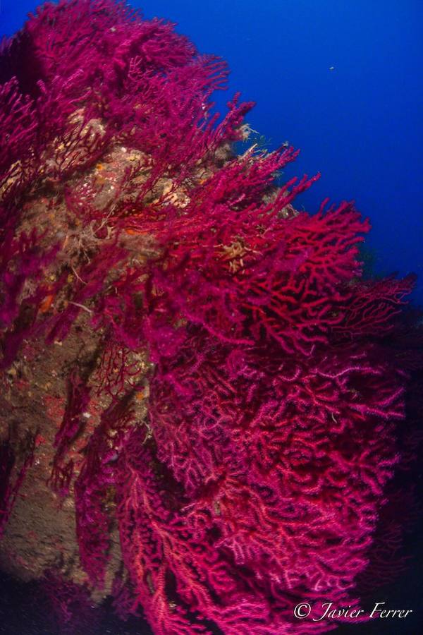 El cambio climático apaga las gorgonias de Cabo de Palos