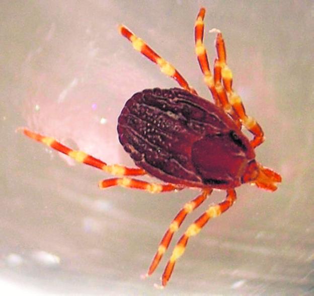 Salud Pública recomienda a la población tomar precauciones para evitar picaduras