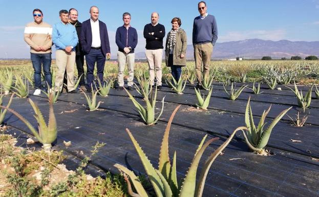 El cultivo de aloe vera aumenta su superficie cultivada un 53,84% en la Región