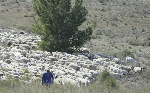 La Región se suma a la celebración del Día Nacional de las Vías Pecuarias el próximo domingo