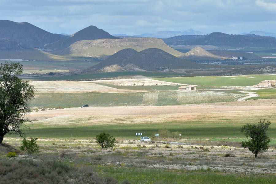 Los dominios del sisón en Zarcilla de Ramos