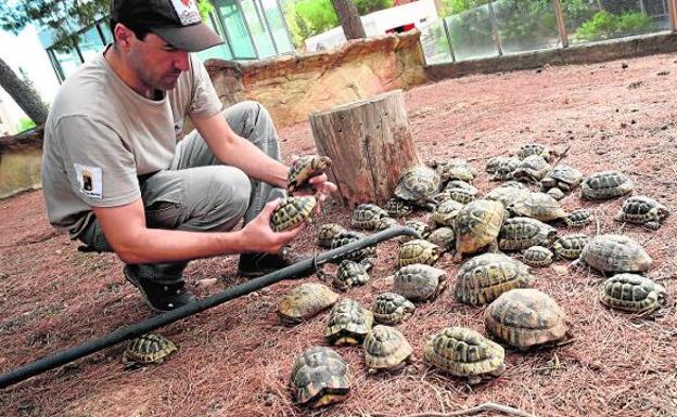 El Centro de Recuperación de Fauna recibe 2.565 tortugas moras en cuatro años