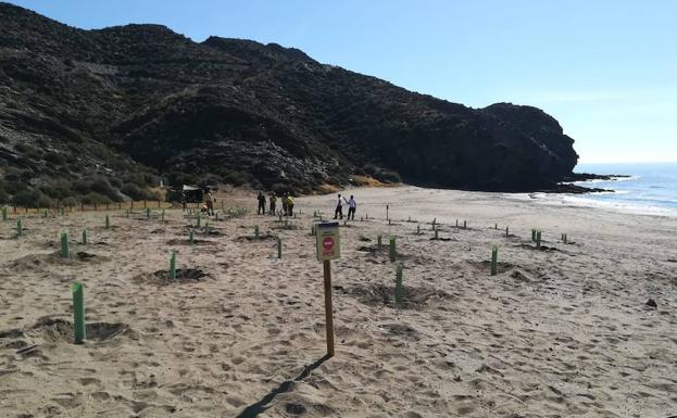 Medio Ambiente comienza a reponer la vegetación arrancada en las playas de Calnegre