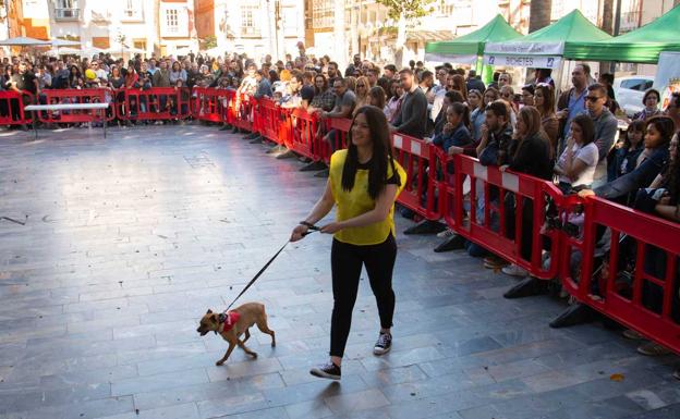 El abandono de mascotas supera las 1.500 al año