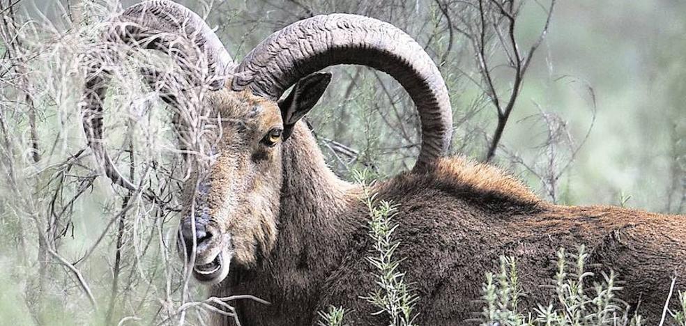 El calendario de caza para la temporada 2019-2020 incluye al arruí para su control poblacional