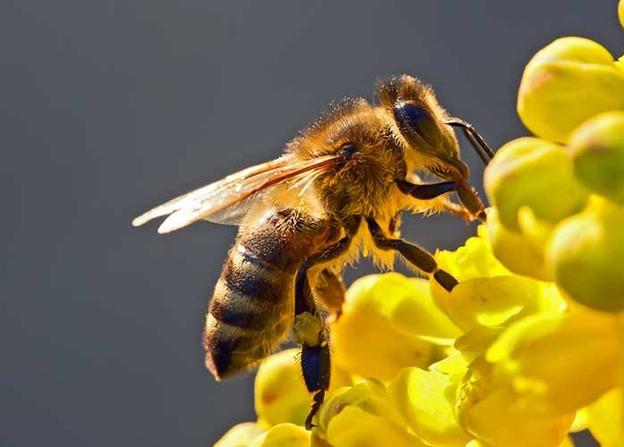 Abejas, osos, gorilas... las especies que los humanos podríamos hacer desaparecer en la próxima década