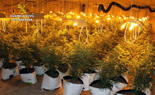 Desmantelan una plantación de marihuana en una nave industrial de Albudeite