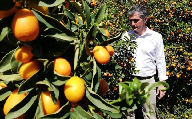 El kumquat se plantea como un cultivo innovador en la Región frente a los cítricos tradicionales