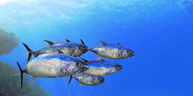 La fauna marina hace mudanza