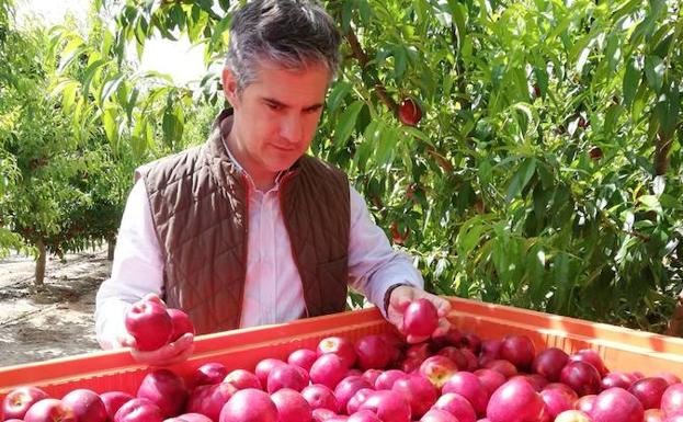 La cosecha de ciruelas en la Región prevista para este año aumentará un 21 por ciento