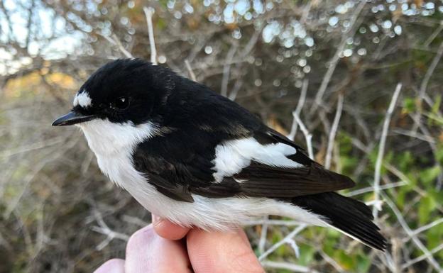 Chequeo migratorio en Isla Grosa