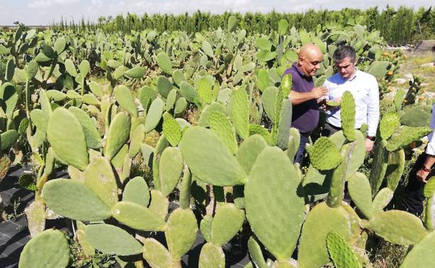 Murcia es una de las comunidades con mayor número de variedades de cultivos