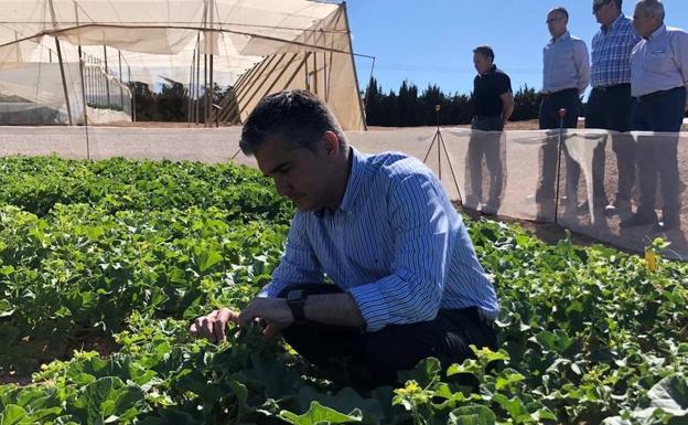 El Centro de Demostración Agraria de San Javier imparte 12 ensayos en variedades de agricultura ecológica