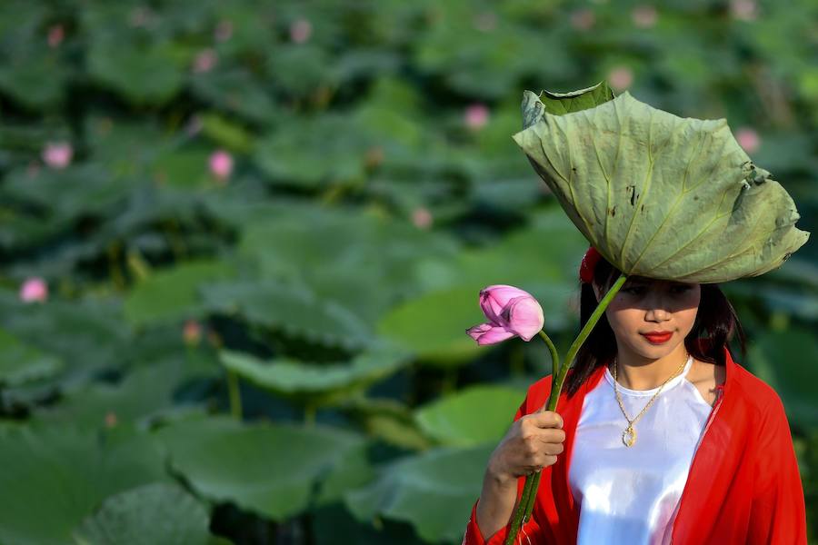 Tiempo de nenúfares