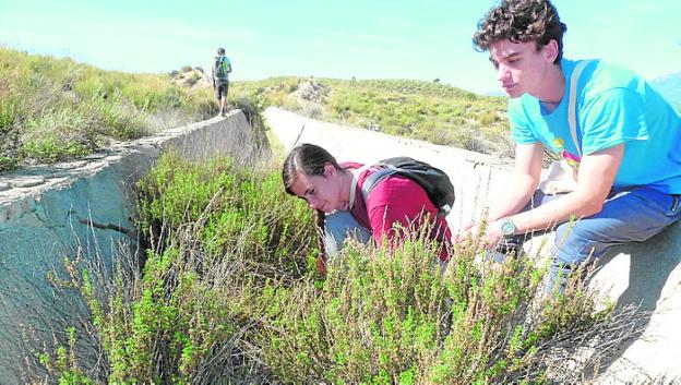 Rescatan ocho tortugas moras en el canal abandonado del Luchena
