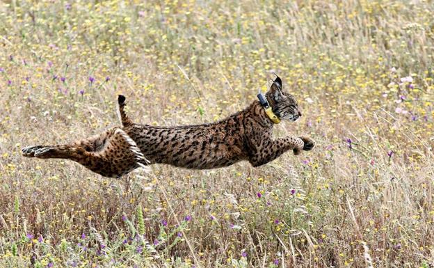 La conservación del lince se queda por primera vez sin fondos europeos