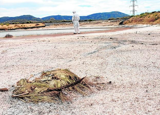 Investigan la muerte de decenas de pájaros en los suelos de Zinsa