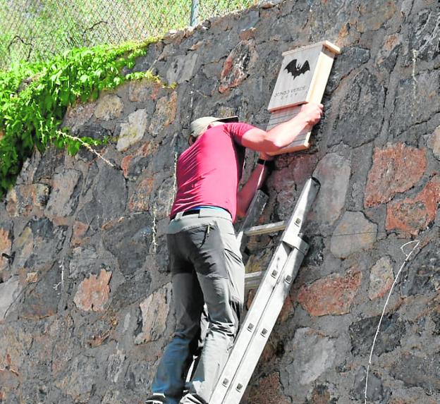 Instalan cajas-nido de murciélagos en Bullas para combatir a los insectos