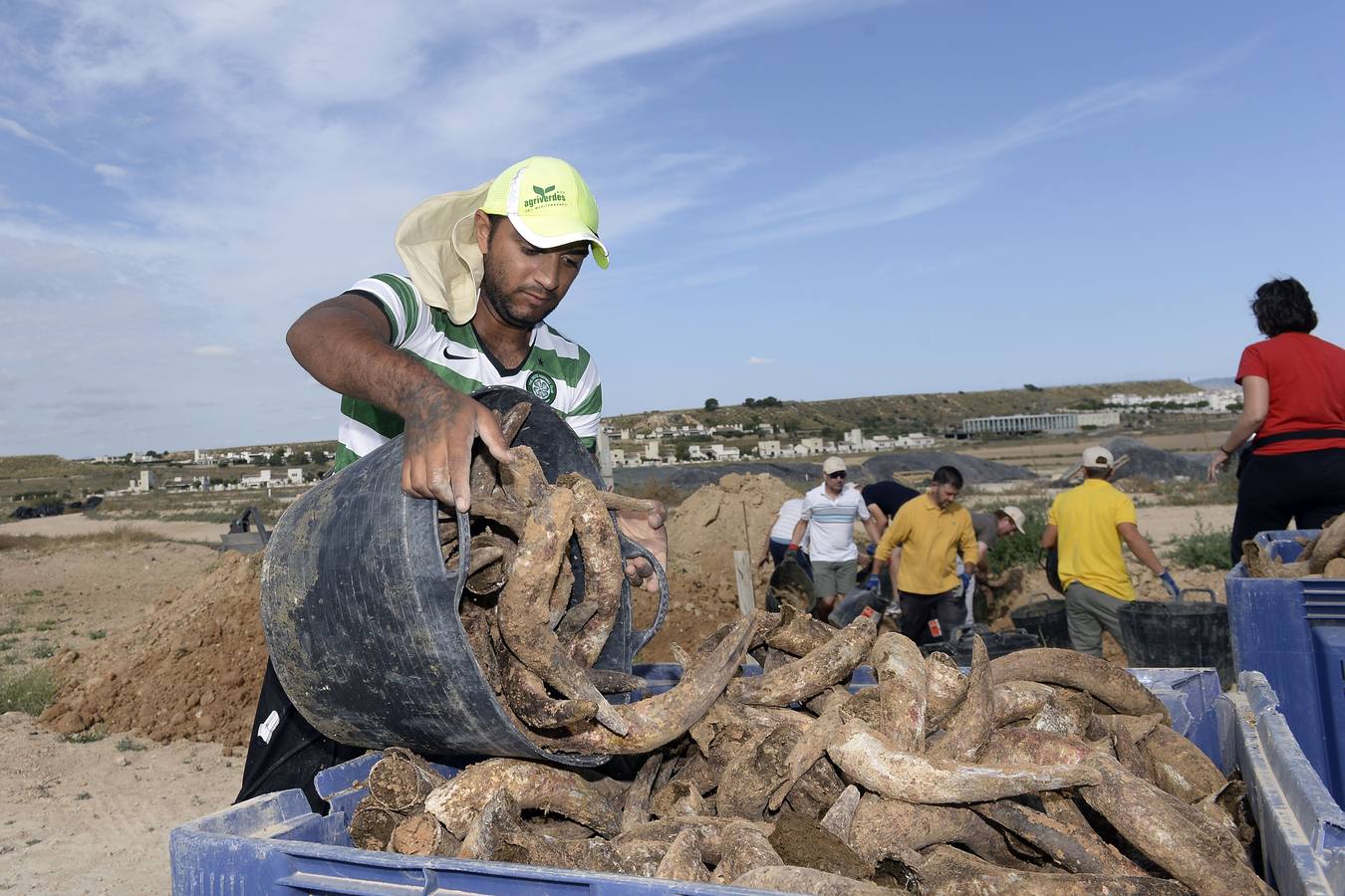 La firma Camposeven desentierra en Sucina 2.500 cuernos de vaca con un preparado biodinámico para sus cultivos