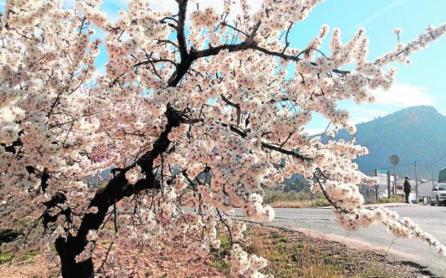 Crean dos rutas en Pliego para disfrutar de la floración del almendro
