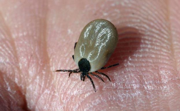Pican y muerden: estos son los cinco artrópodos que podrían atacar a los murcianos este verano