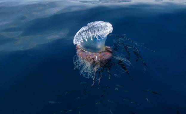 La carabela portuguesa desaparecerá de la costa regional cuando suba la temperatura del agua