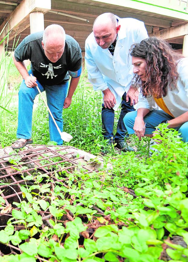 Tres casos de chikungunya en Alicante ponen en alerta a Salud