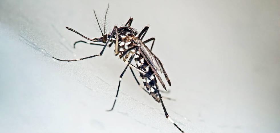 El mosquito tigre se expande ya por todas las comarcas de la Región