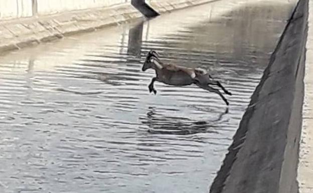 Rescatan dos arruís que habían caído al canal del Trasvase Tajo-Segura, a la altura de Ojós