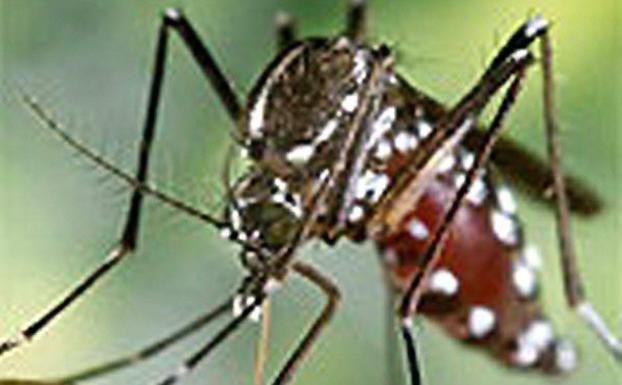 Villegas asegura que la erradicación del mosquito tigre es «imposible»