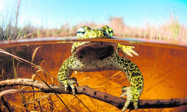 Los ríos muestran su mejor cara