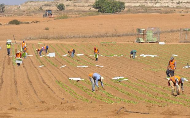 Acuerdo para aplicar la subida del salario mínimo a los 25.000 trabajadores del campo en la Región de Murcia