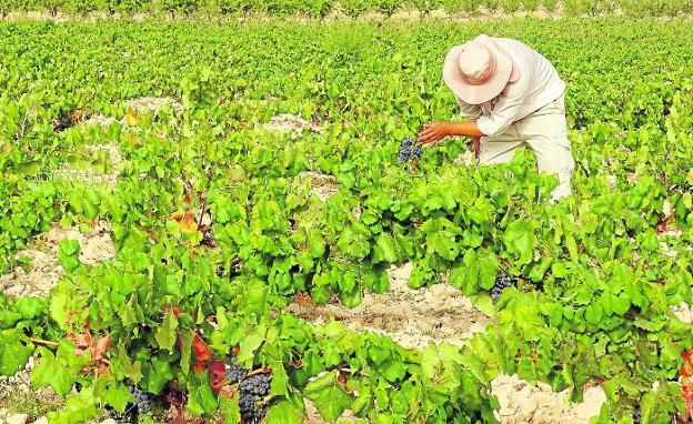 El viñedo pierde terreno y 'emigra' a otras regiones con más productividad