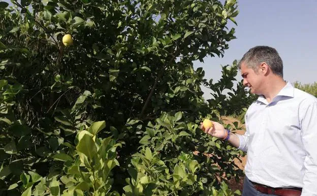 Estudian la viabilidad del cultivo de un nuevo limón variedad 'Verna' en Lorca