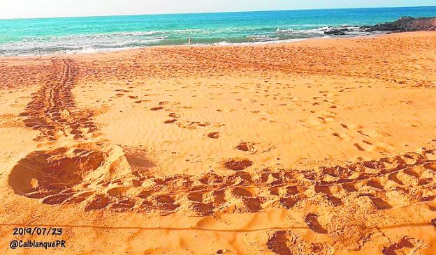Una tortuga boba trata de anidar en Calblanque