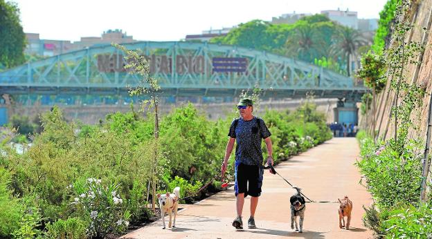 Un paseo peatonal de 1,6 kilómetros acerca el Segura a la ciudad entre árboles y plantas