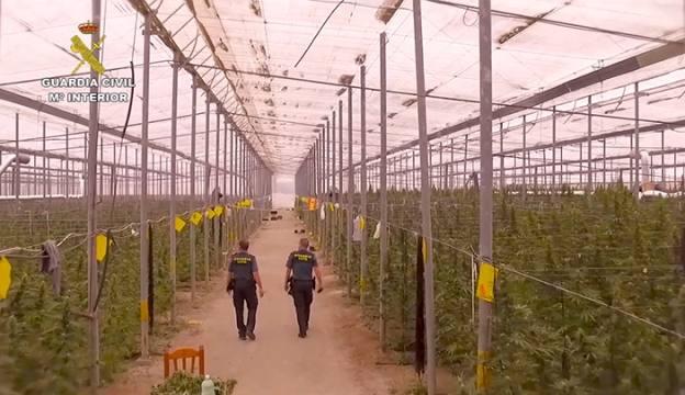 Cae una red internacional dedicada al cultivo de marihuana a gran escala en Almería, Murcia y Alicante