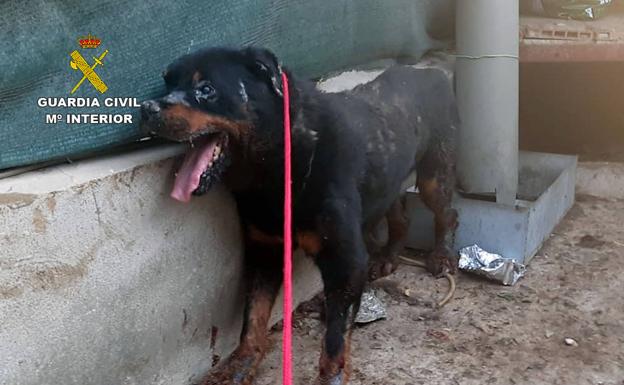 Rescatan 'in extremis' a un perro en estado de abandono de un domicilio de Santomera