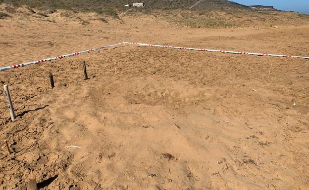 Una tortuga boba conquista Calblanque