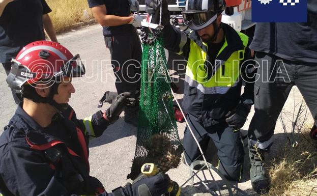 Rescatan a un perro atrapado en una alcantarilla en Sangonera la Verde