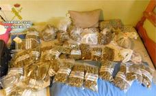 Desarticulan una red criminal en Los Alcázares dedicada al cultivo y tráfico de marihuana