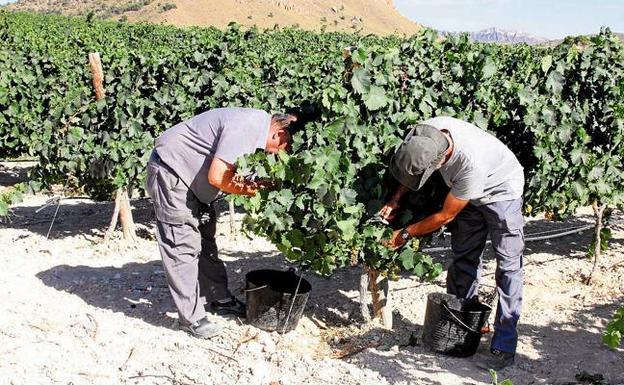 El precio de la uva en la vendimia de Jumilla subirá al mermar la producción hasta un 40%
