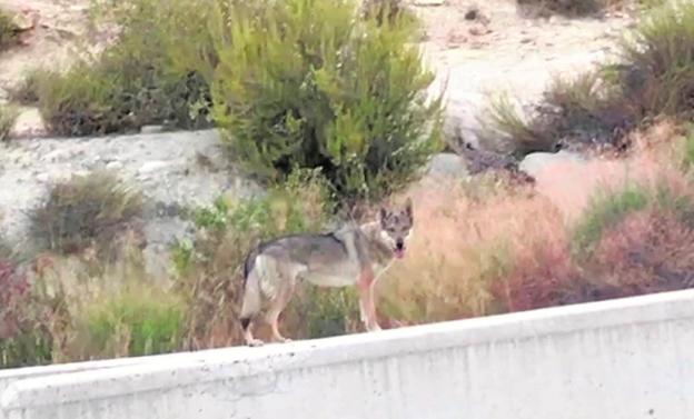 ¿Un lobo en Ricote?