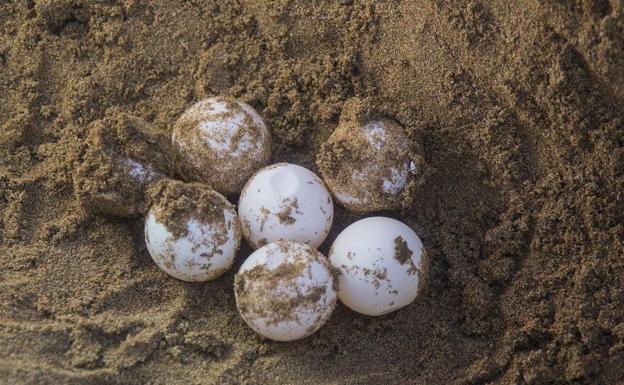 Denuncian actividades nocturnas en Calblanque que perjudican el posible anidamiento de la tortuga boba