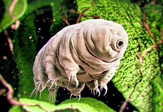 ¿Hay vida en la Luna?