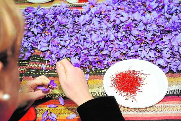 Extraer más 'oro rojo' al azafrán