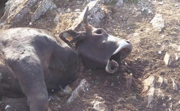 Un rayo mata a más de una veintena de vacas